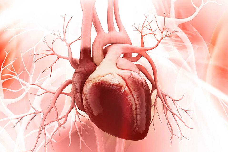 Heart beating inside the chest