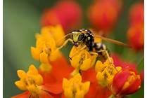 How to Outsmart a Yellow Jacket