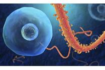5 Ebola Facts We Want You To Know