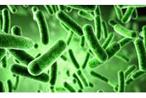 Listeria: Know the Facts