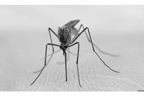 5 Things You Need to Know About Zika Virus