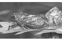 Cicadas: They're Baaack!