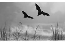 Beware of Bats and Rabies