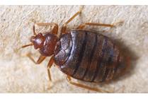 Bed Bugs 101