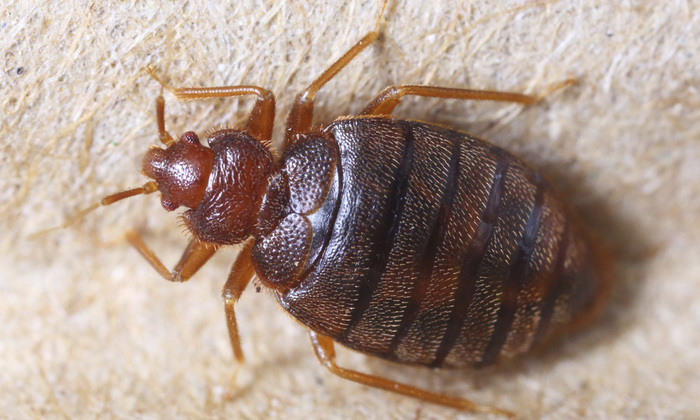 bed bugs