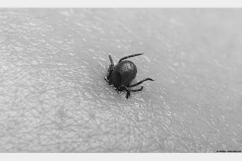Tick digging into skin