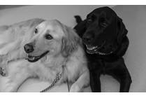 Service Dogs: Supporting Patients and Their Needs
