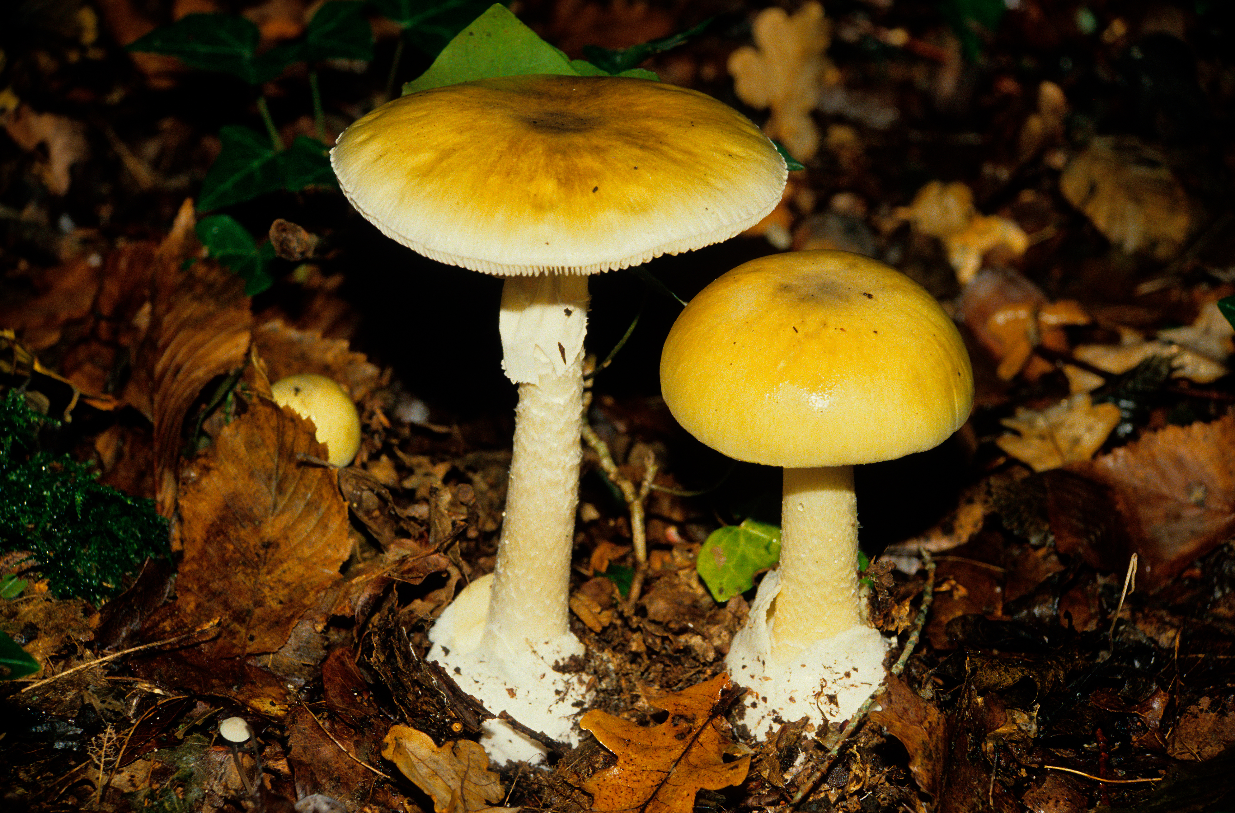 mushrooms growing out of the ground