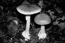 Watch Out for Dangerous Mushrooms