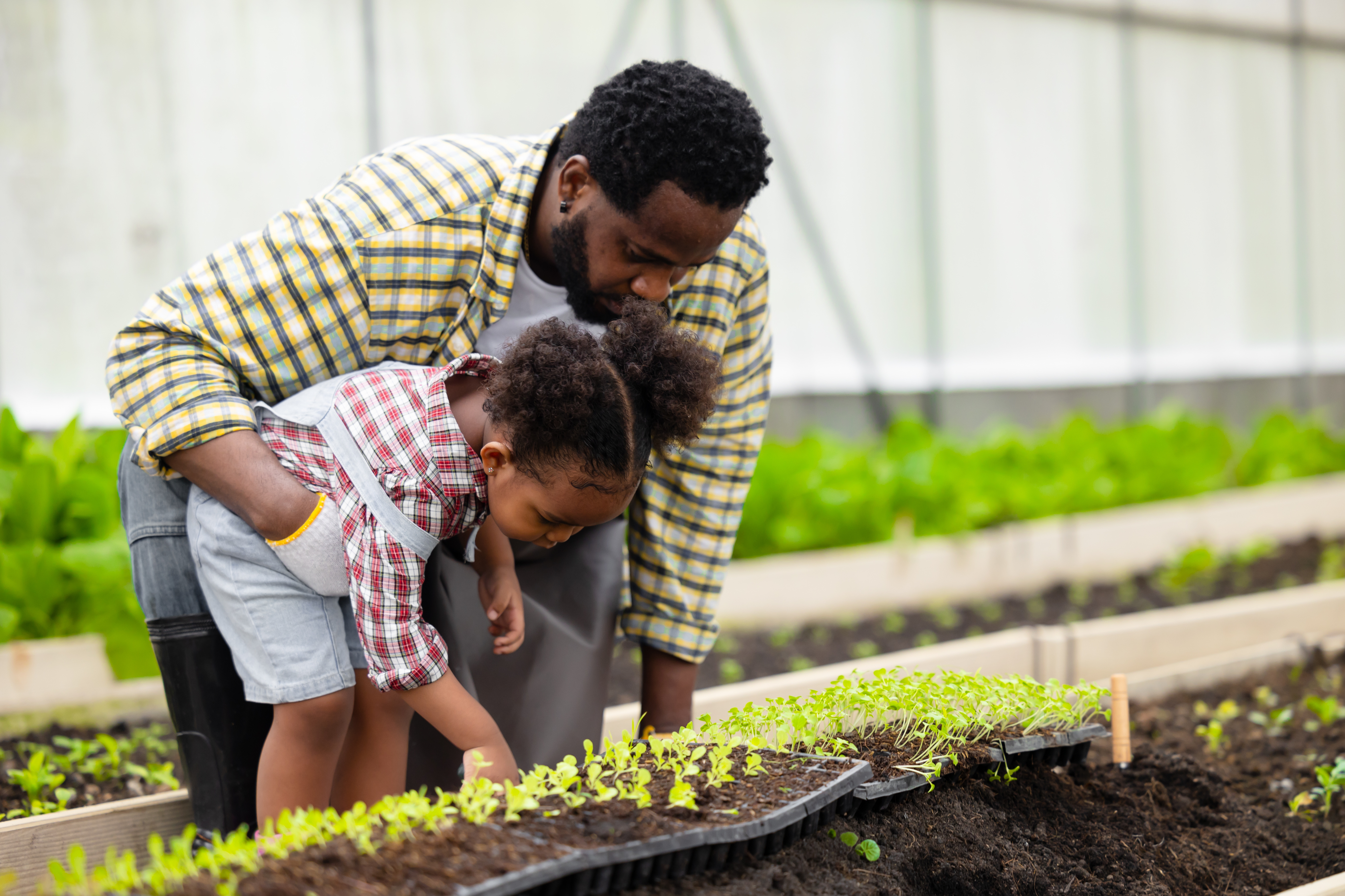 A father and young daughter in a greenhouse carefully examine seedlings in a raised planting bed. The father gently supports the child as she leans in to touch the plants, illustrating shared learning and connection through gardening.