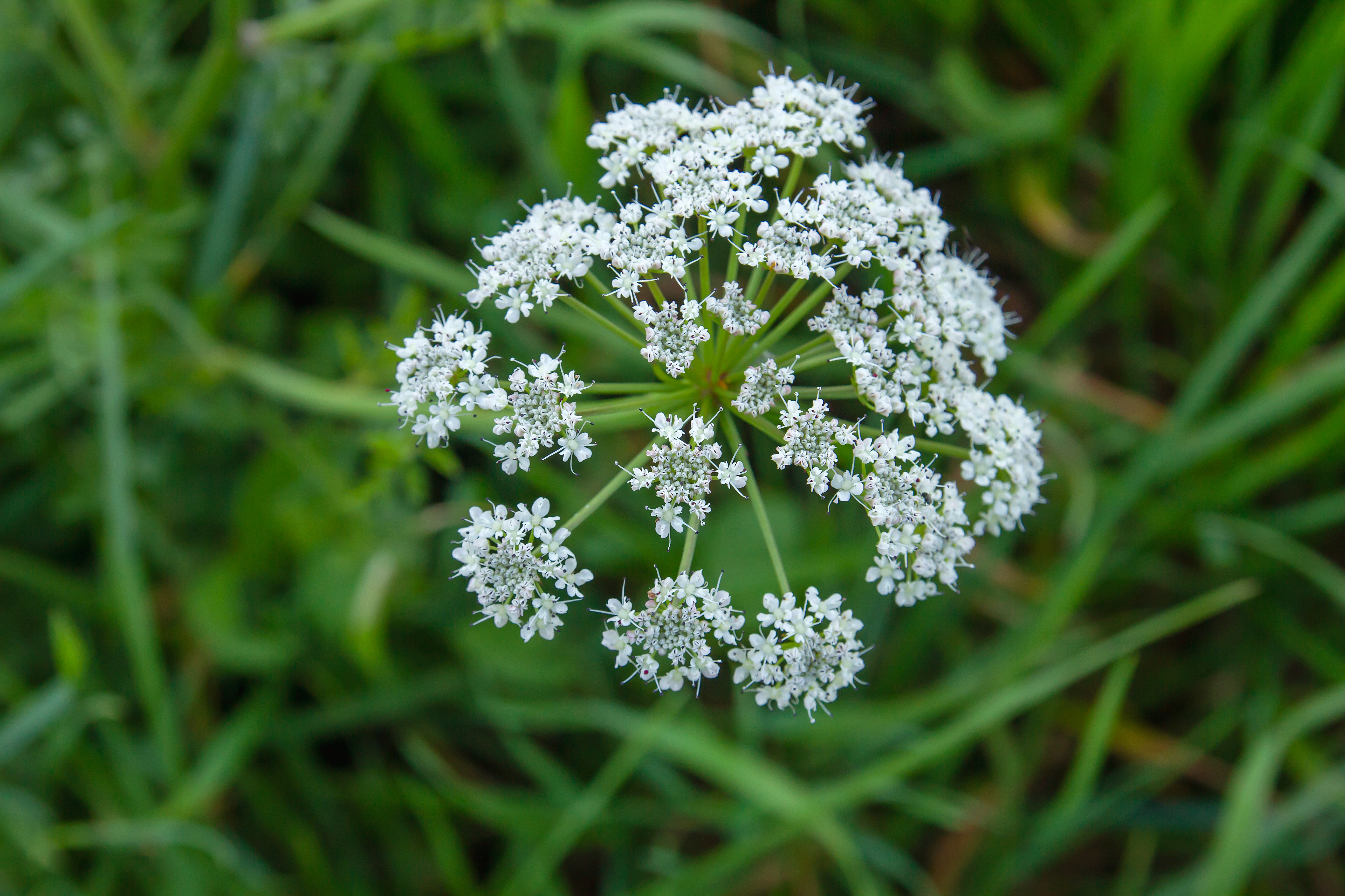 A close-up of a poison hemlock flower, showing its umbrella-shaped cluster of small, delicate white blossoms against a background of blurred grass and foliage.