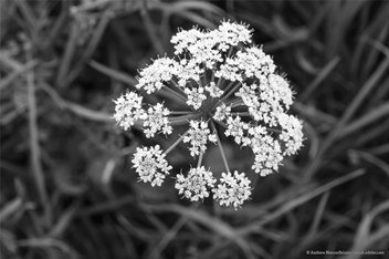 A close-up of a poison hemlock flower, showing its umbrella-shaped cluster of small, delicate white blossoms against a background of blurred grass and foliage.
