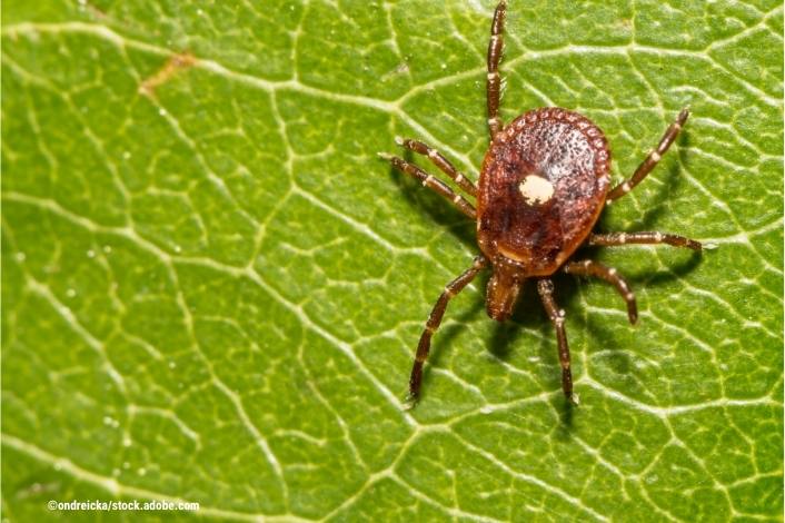 A close-up image of a brown tick with a small white spot on its back crawling across a green leaf. The detailed photograph highlights the insect commonly associated with alpha-gal syndrome and tick-borne illnesses.
