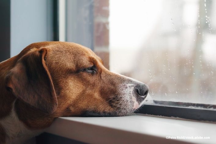 sad dog looking out a window