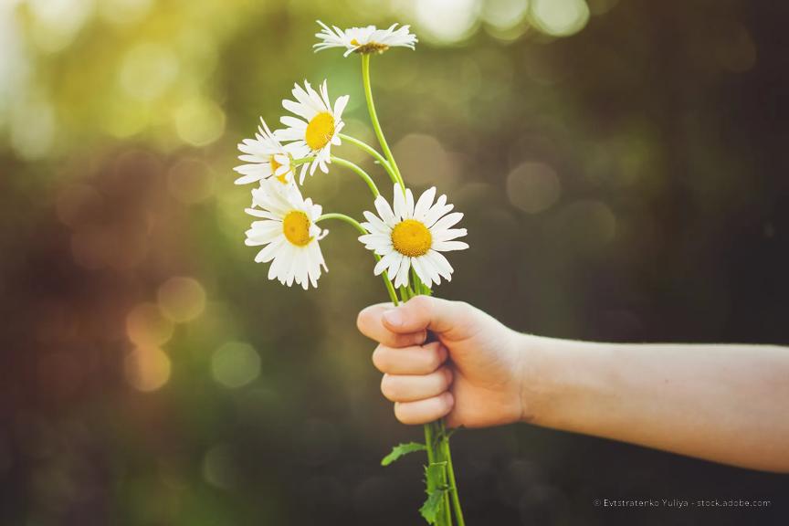 An outstretched hand holds a small bunch of daisies on a sunny day.