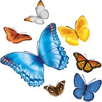 Butterfly Gust