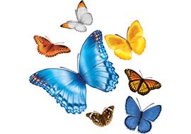 Butterfly Gust