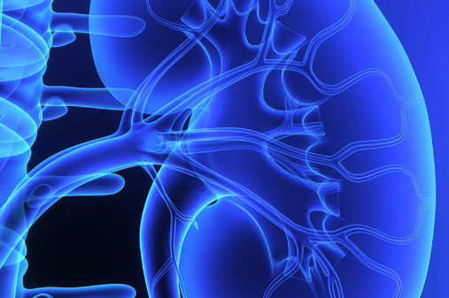 Kidney Biopsy Teaser
