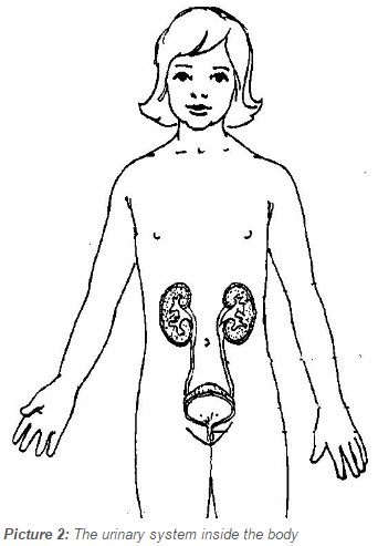 The urinary system inside the body