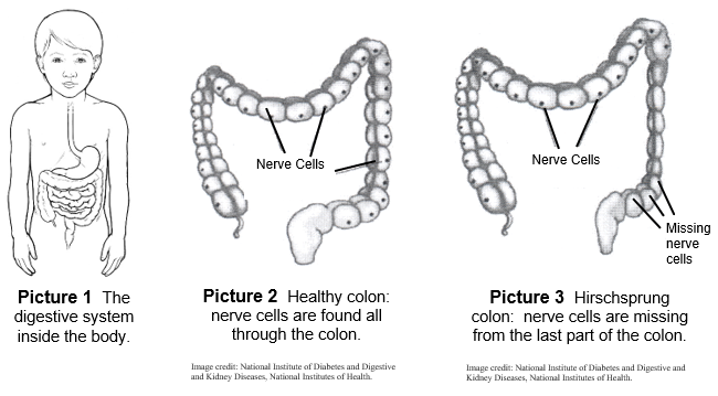 the digestive system inside the body