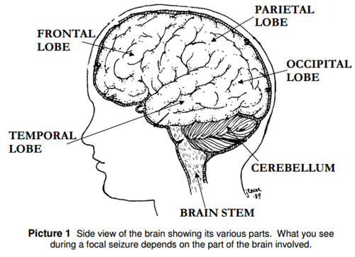 Side view of the brain