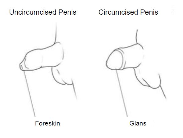 Circumcision Healing Chart