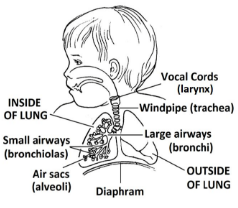 Inside the lung