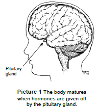 El cuerpo madura cuando las hormonas son emitidas por la glándula pituitaria
