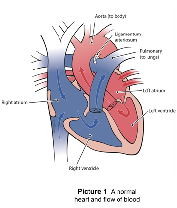 Blood flow in a normal heart