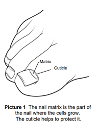 Picture of a foot with the matrix and cuticle labeled. 