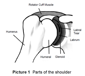 Parts of the shoulder