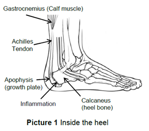 Inside the heel