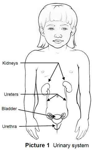 Bladder Diagram For Kids