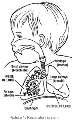 Respiratory System