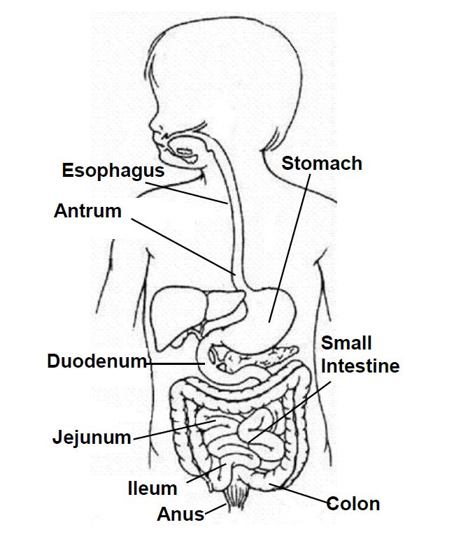 Semi-automatic blood pressure machine line drawing