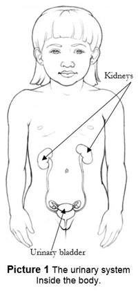 Urinary System