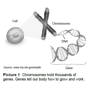 Genes Chromosomes And Labels