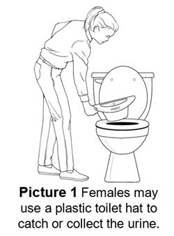 Females may use a plastic toilet hat to catch or collect the urine