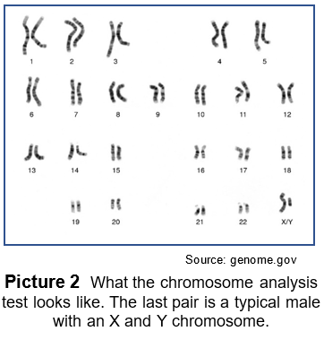 Chromosome Analysis Test
