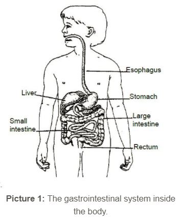 gastrointestinal system inside the body