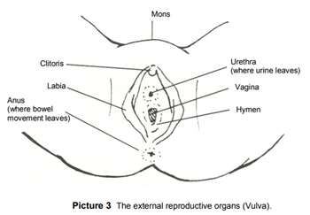 Female Reproductive System