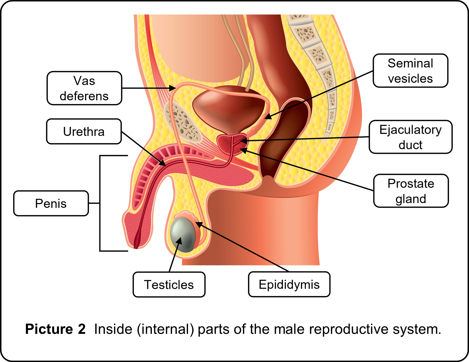 Labeled picture of male reproductive body parts.