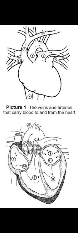 blood flow through the heart