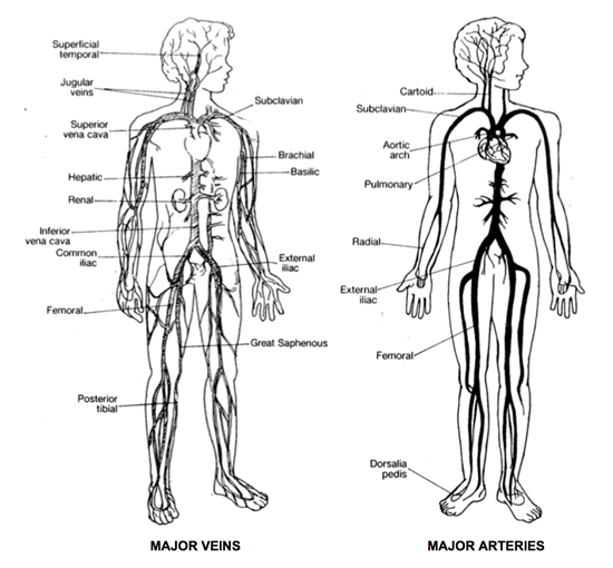 major veins and arteries in the human body