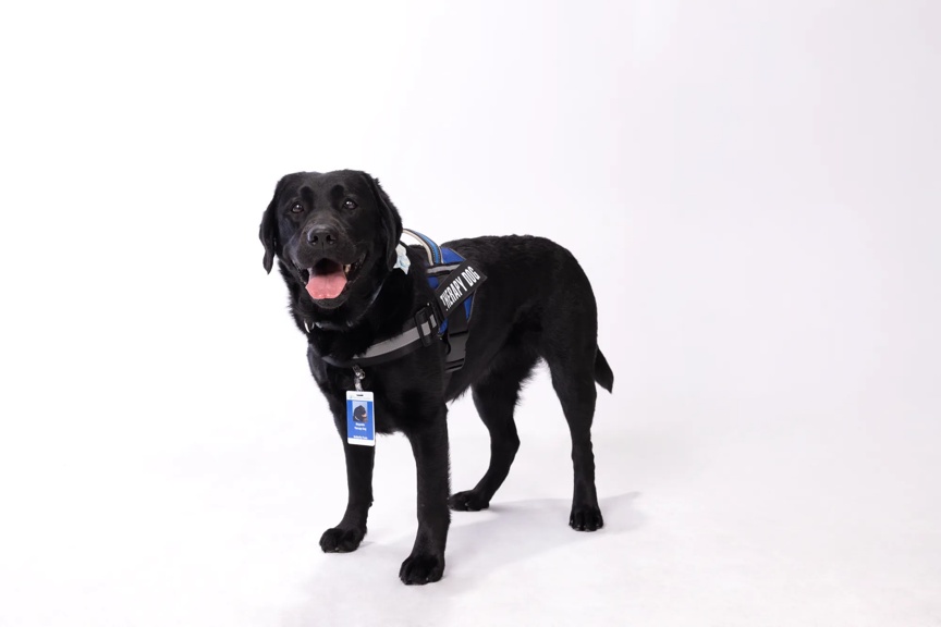 A black labrador retriever therapy dog looking at the camera while wearing a 'therapy dog' vest.