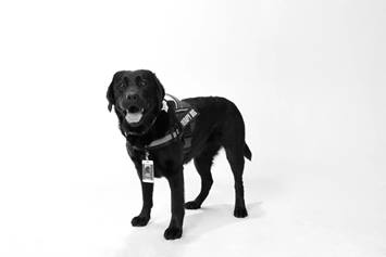 Crisp, the therapy dog. He is a black lab wearing a harness and nametag. He's got his tongue out and is smiling.
