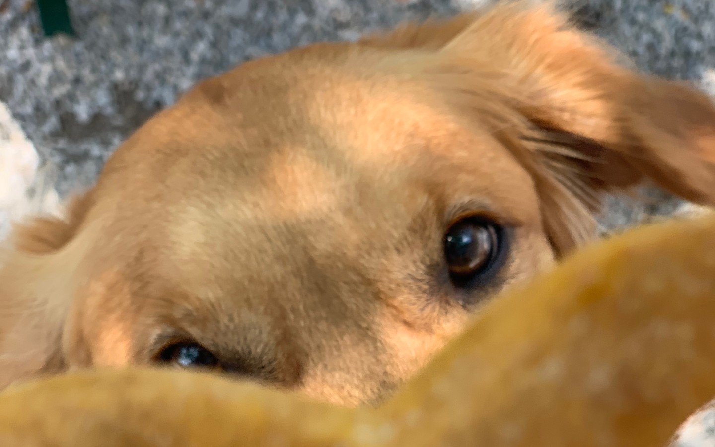 puppy looking through a pretzel