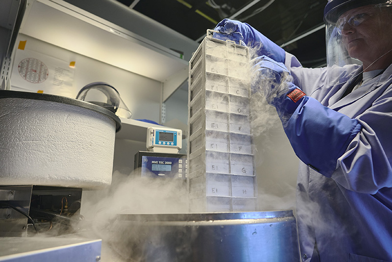 Researcher wearing protective gloves and a face shield handles frozen laboratory samples in a cryogenic storage tank.