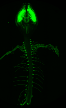 Fluorescent image of a small vertebrate specimen viewed from above, highlighting the central and peripheral nervous system in bright green, including the brain, spinal cord, and branching nerves extending along the body against a black background.