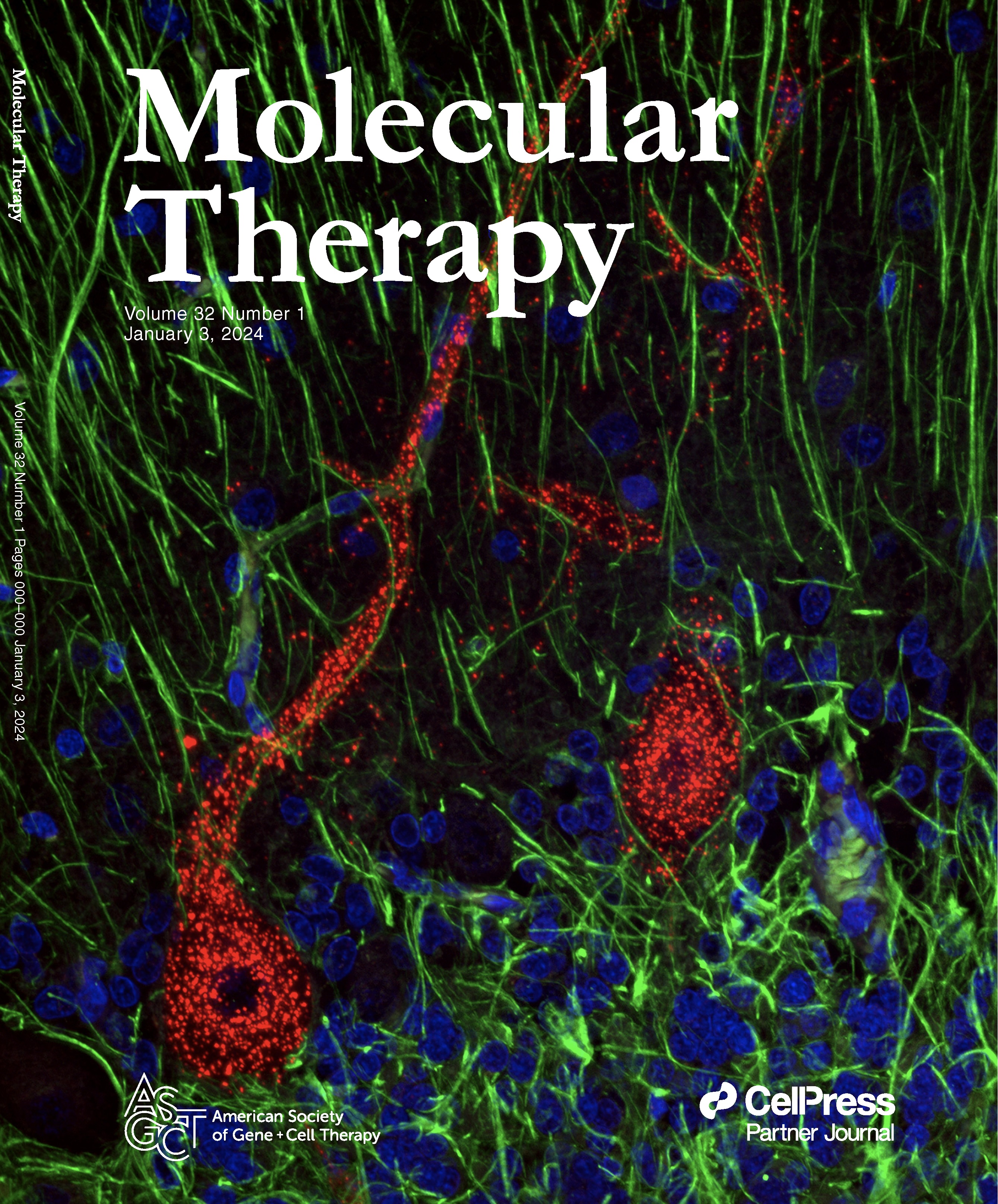Journal cover for Molecular Therapy displaying a fluorescent microscopy image of neural tissue with dense green filamentous structures, blue cell nuclei, and large red neuronal cell bodies distributed across the field. The issue information (Volume 32, Number 1, January 3, 2024) and publisher logos appear over a black background.